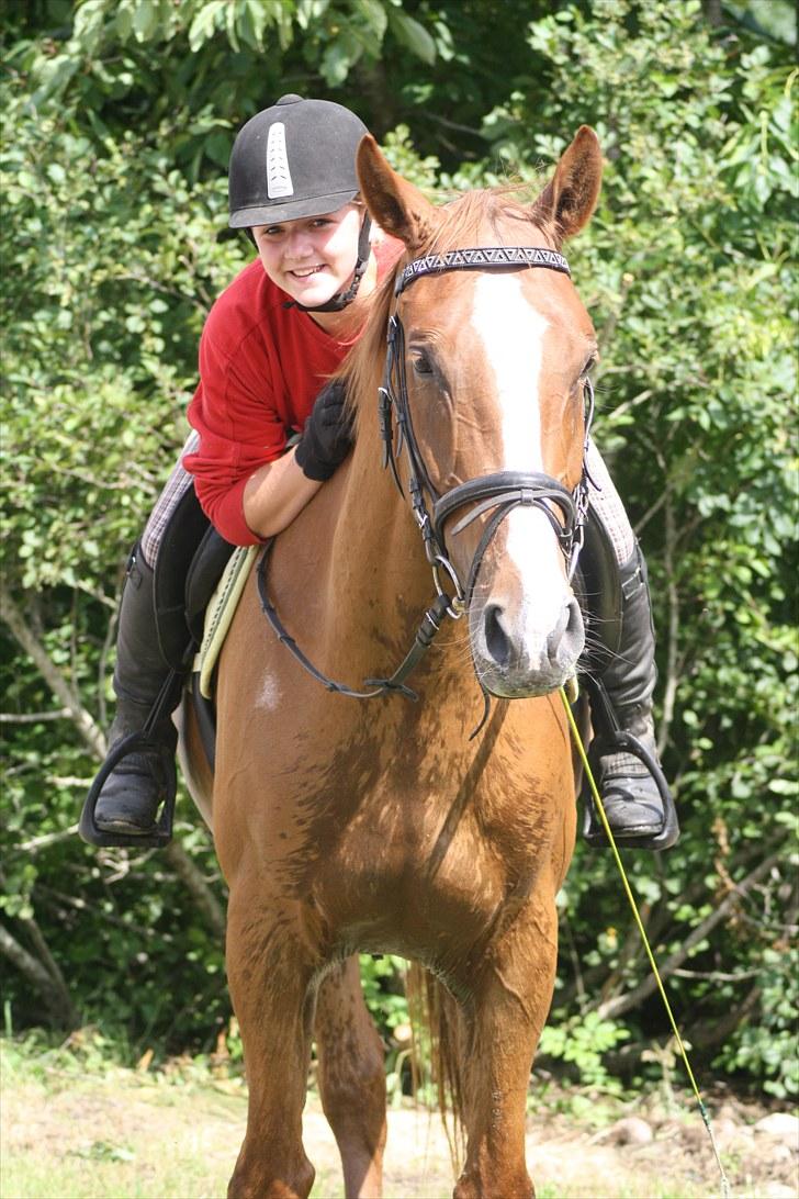Dansk Varmblod Trekroners Godson (SOLGT) billede 10