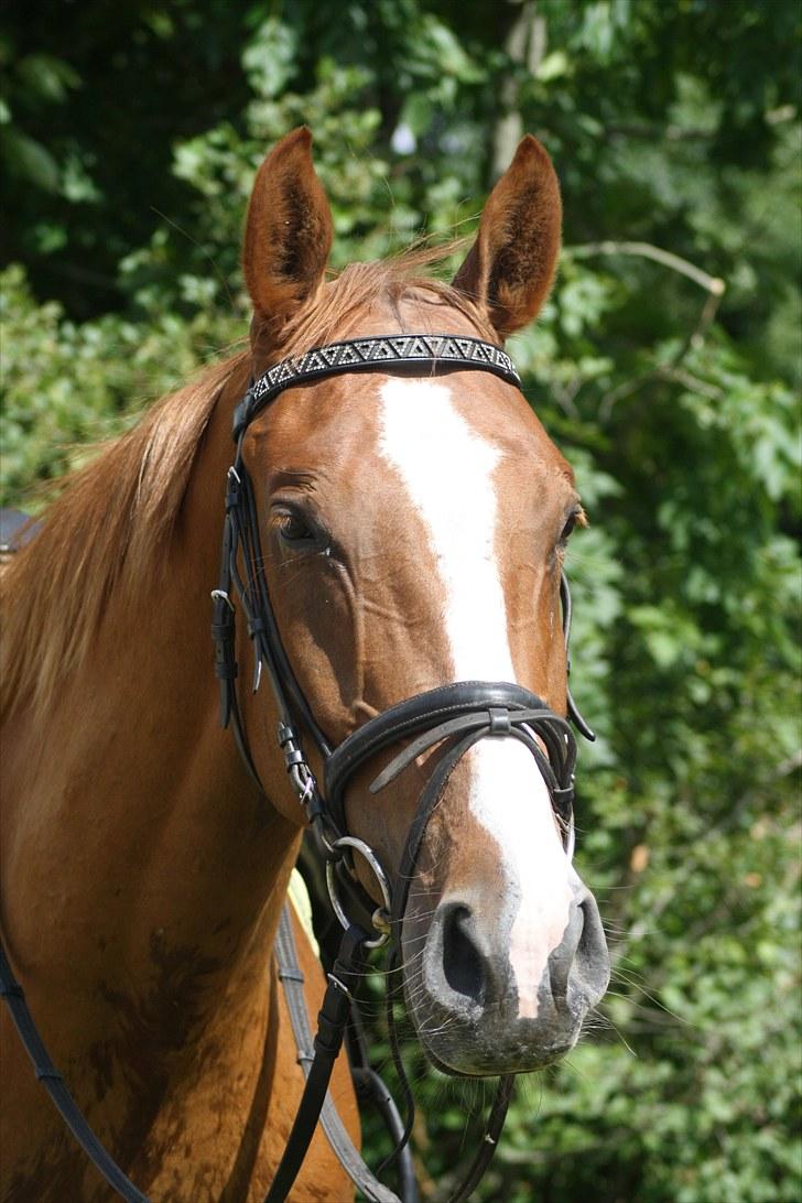 Dansk Varmblod Trekroners Godson (SOLGT) billede 11