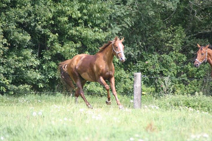 Dansk Varmblod Trekroners Godson (SOLGT) billede 12
