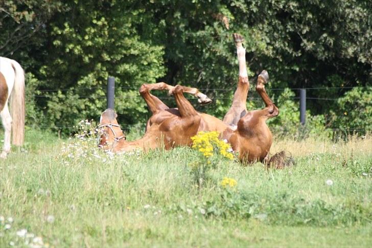 Dansk Varmblod Trekroners Godson (SOLGT) billede 13