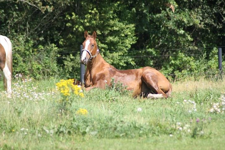 Dansk Varmblod Trekroners Godson (SOLGT) billede 14