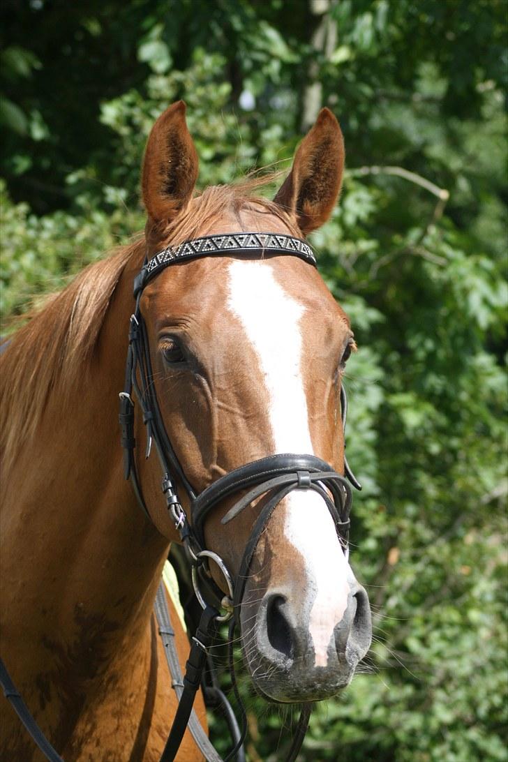 Dansk Varmblod Trekroners Godson (SOLGT) billede 15