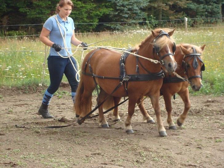Shetlænder Sdr. Dams Hilda billede 16
