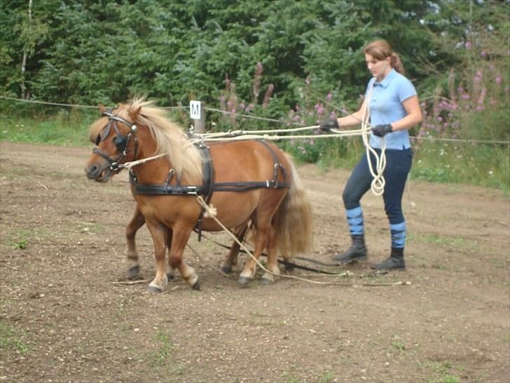 Shetlænder Sdr. Dams Hansina billede 14