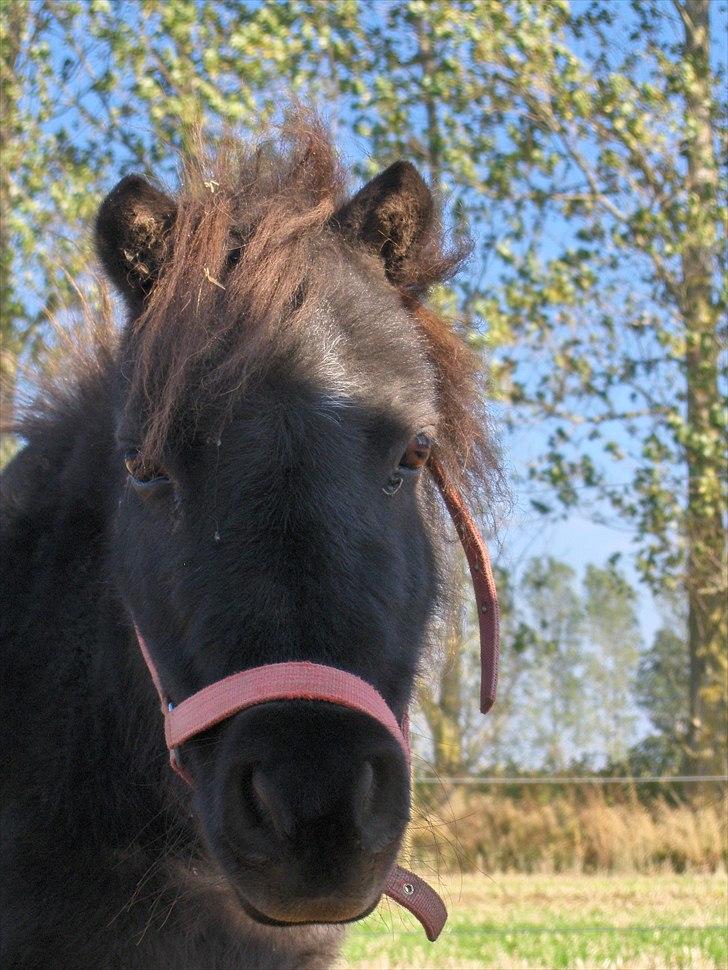 Shetlænder speedy - velkommen til speedy´s profil :D læg en bødømmelse+kommentar <33 billede 1