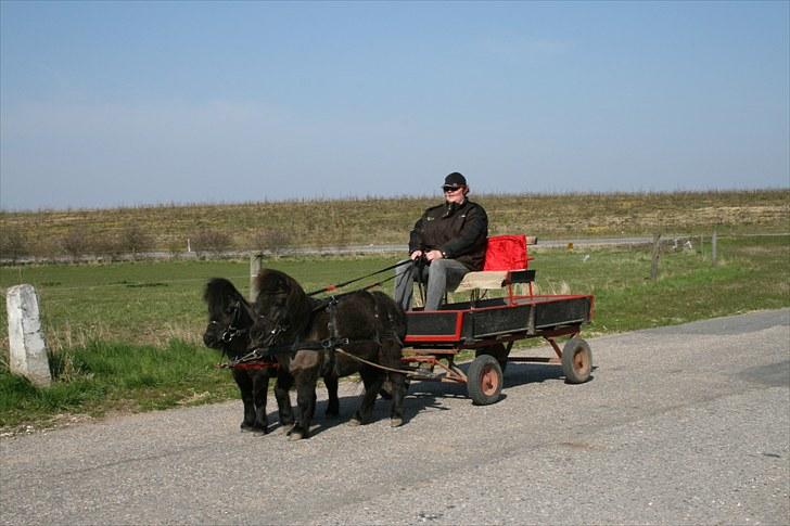 Shetlænder speedy - speedy til højre  billede 2