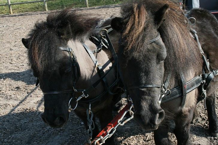 Shetlænder speedy - speedy til højre  billede 3