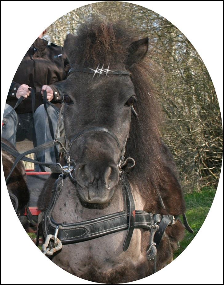 Shetlænder speedy - elsker det her billede ;) foto: miig hehe billede 4