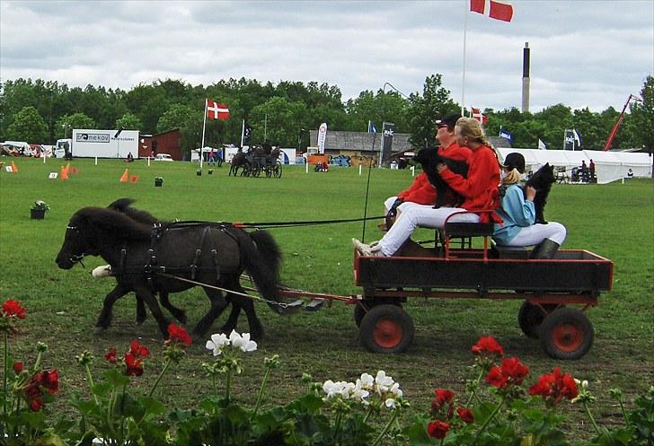 Shetlænder speedy - køre opvisnig på det fynske dyrskue :) billede 5