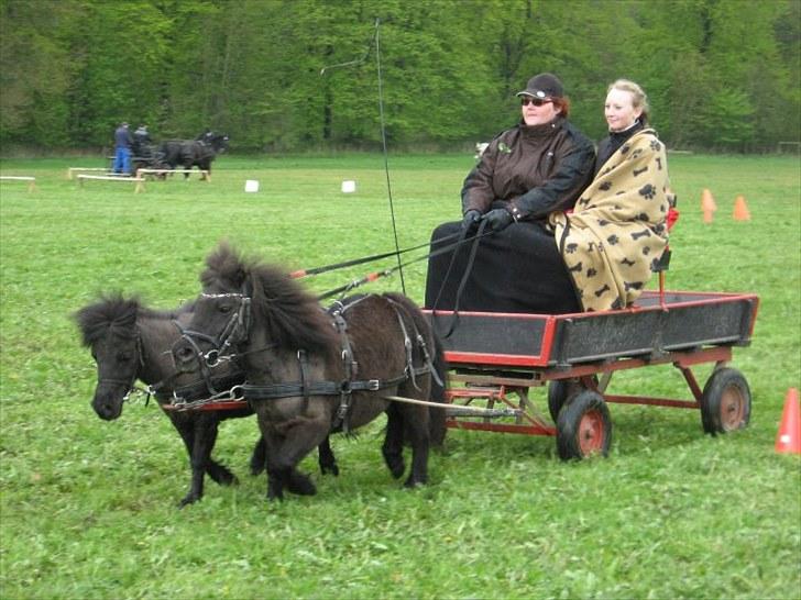 Shetlænder speedy - speedy er den store ;) (til højre) billede 6