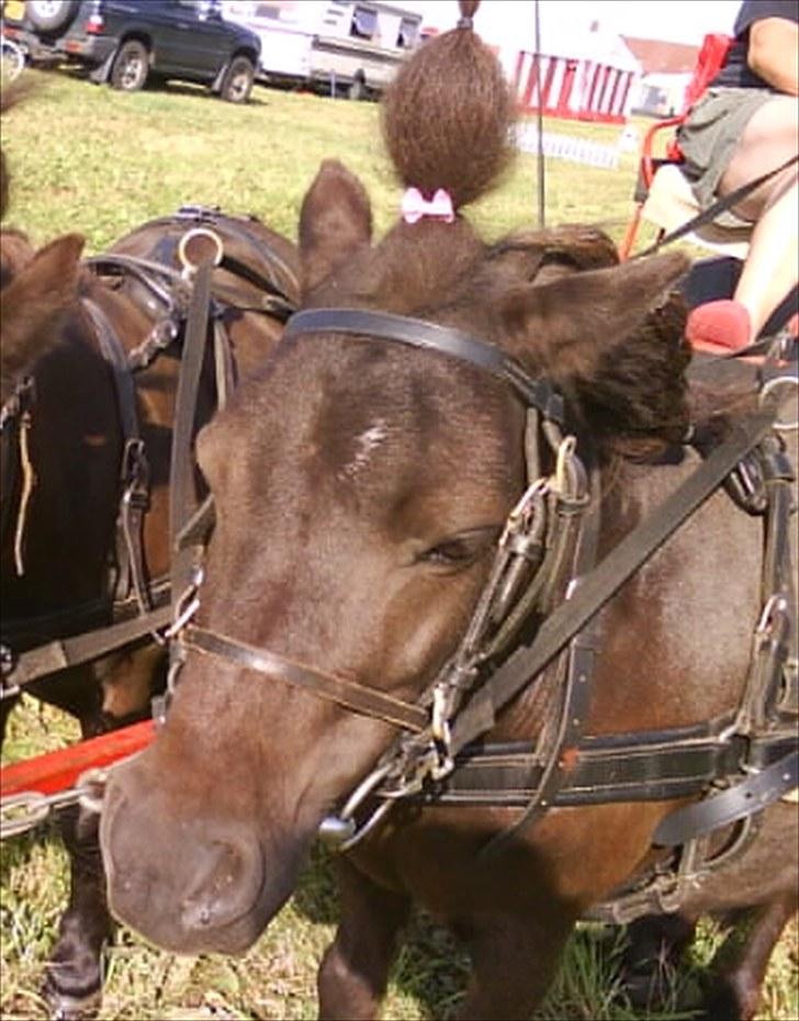 Shetlænder speedy - seje speedy :D billede 8