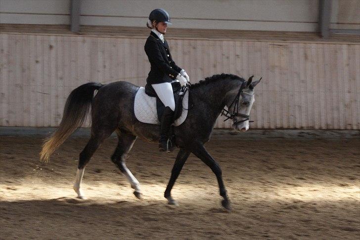 Sportsaraber (A) Gomez - Gomez's første stævne NHR 64% <3 billede 3