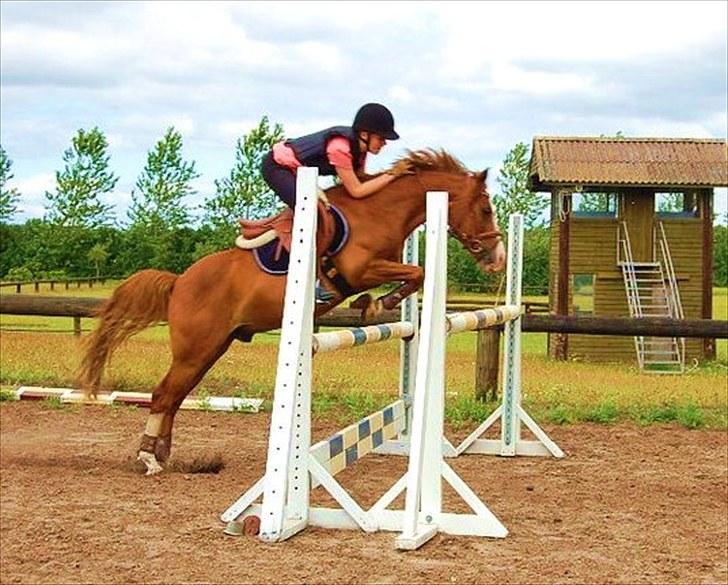 Anden særlig race Pretty Boy  - Spring i sommerferien 2010. Omkring 110 cm billede 10