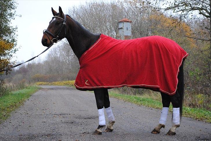 Dansk Varmblod Mr. Hot Chokolate Fudge |Choko| [Trænede] - Taget af Pernille billede 5