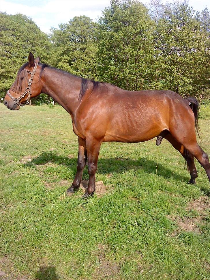 Standardbred Danbury billede 20