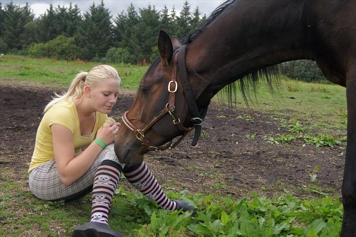 Dansk Varmblod Mr. Hot Chokolate Fudge |Choko| [Trænede] - Taget af Helena Elmo billede 6