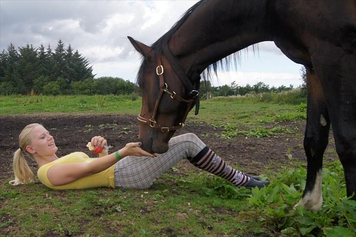 Dansk Varmblod Mr. Hot Chokolate Fudge |Choko| [Trænede] - Taget af Helena ELmo billede 7