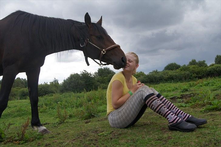 Dansk Varmblod Mr. Hot Chokolate Fudge |Choko| [Trænede] - Taget af Helena Elmo billede 2