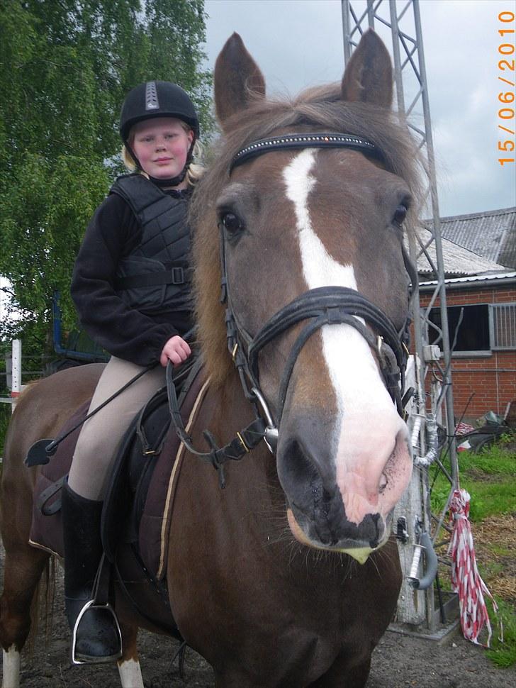 New Forest oregon billede 1