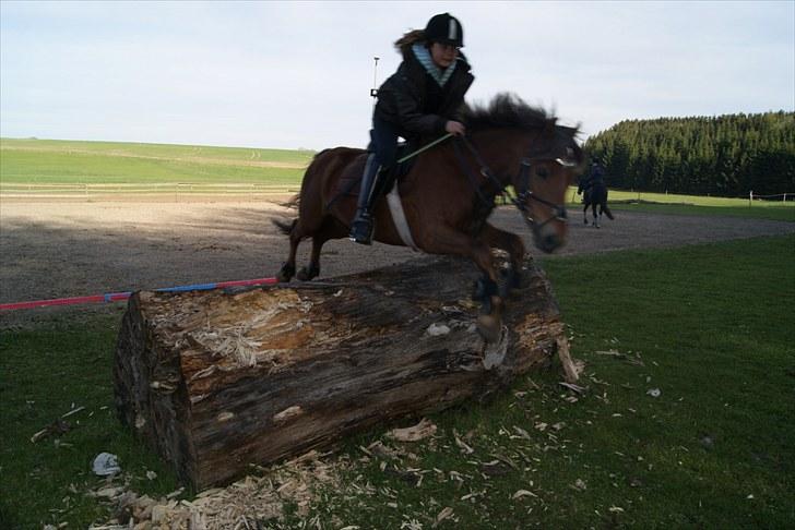 Hollandsk Sportspony Van Gogh - springer terrænspring for første gang, han tog det i første forsøg:D<3 billede 3