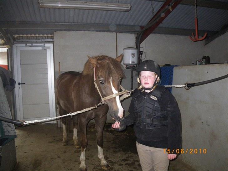 New Forest oregon billede 3