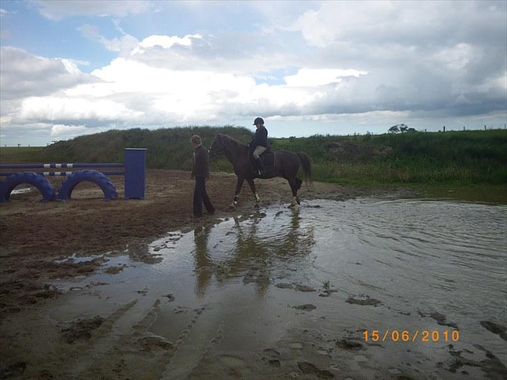 New Forest oregon billede 4