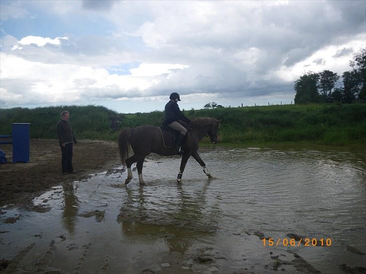 New Forest oregon billede 5