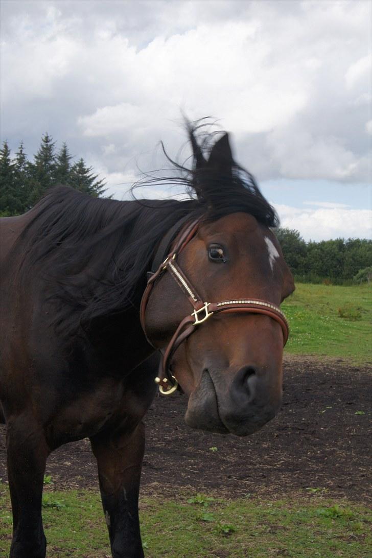 Dansk Varmblod Mr. Hot Chokolate Fudge |Choko| [Trænede] - Taget af Helena Elmo billede 8