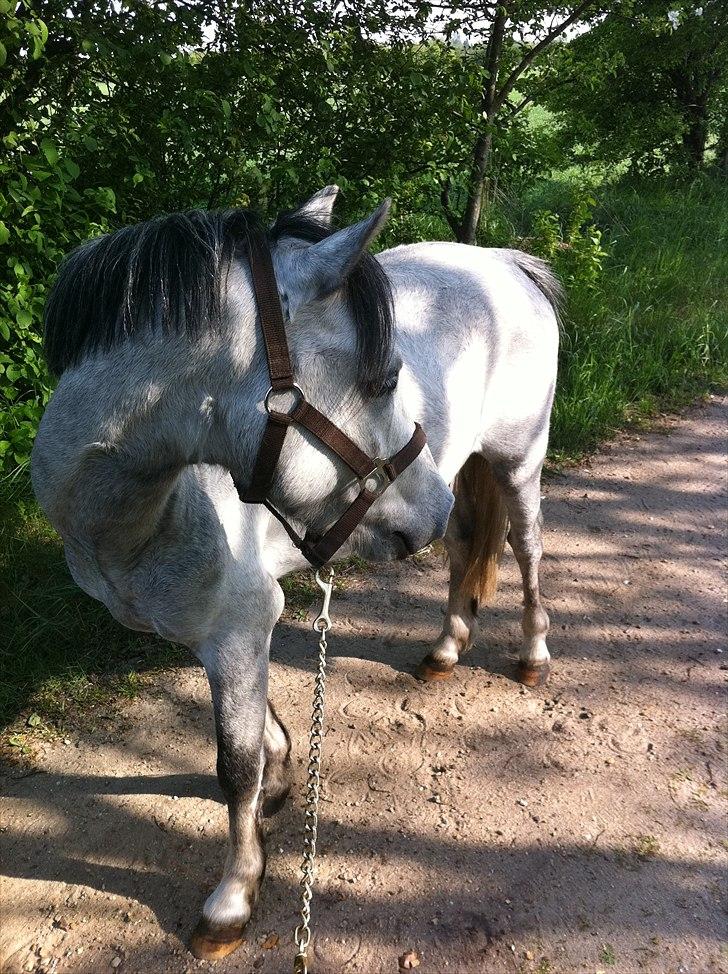 Welsh Pony af Cob-type (sec C) Stengaards Kahan *SOLGT* billede 18