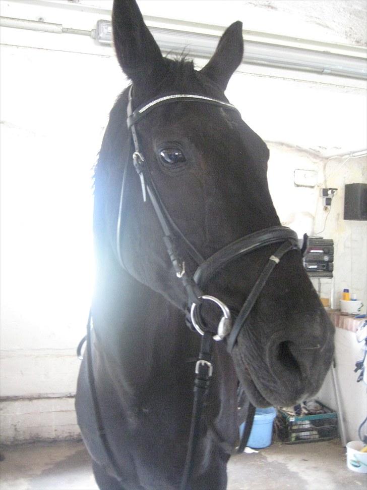 Dansk Varmblod Citta **R.I.P** - Smukke Citta billede 1