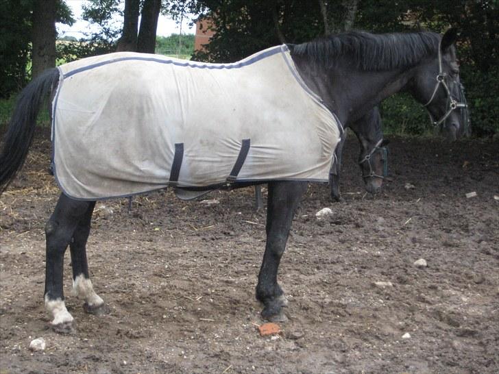 Dansk Varmblod Citta **R.I.P** - Citta på folden billede 2