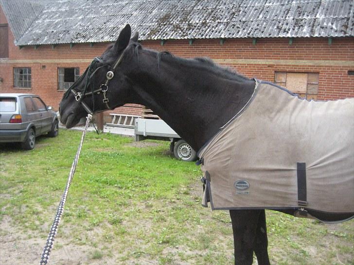 Dansk Varmblod Citta **R.I.P** - Citta med Fluedækken på billede 3