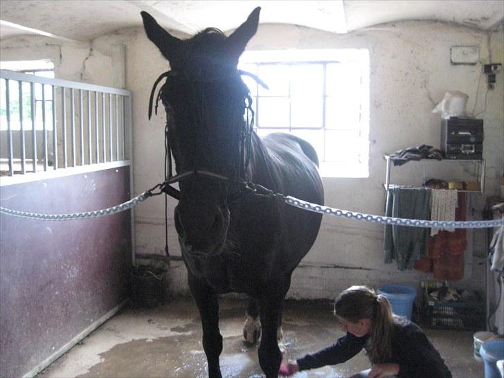 Dansk Varmblod Citta **R.I.P** - I gang med at vaske hove billede 4