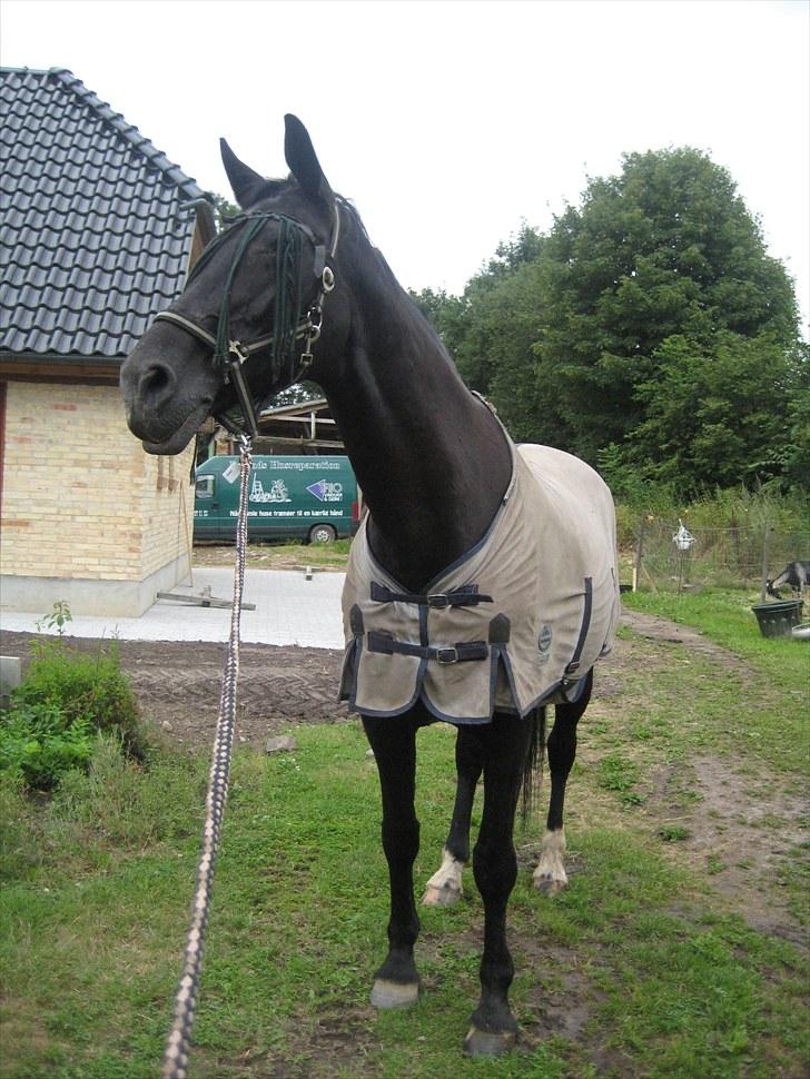 Dansk Varmblod Citta **R.I.P** - dejlige Citta billede 5