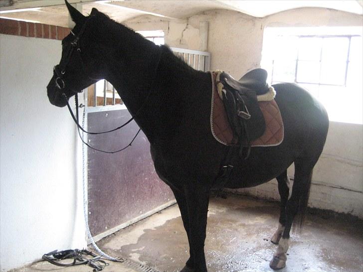 Dansk Varmblod Citta **R.I.P** - Citta med sadel og trense på billede 7