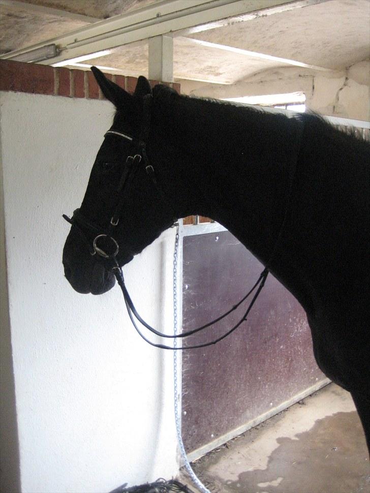 Dansk Varmblod Citta **R.I.P** - Dejlige Citta :D billede 8