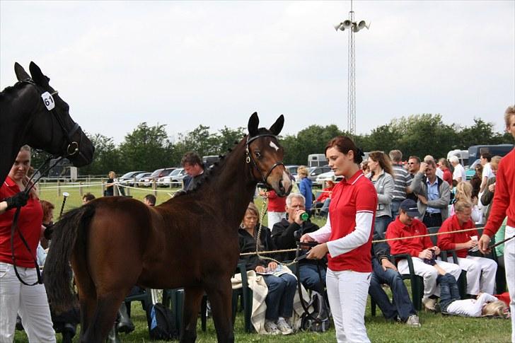 Dansk Varmblod Sweet Sixteen - følskue 2010, sdr. hygum billede 16