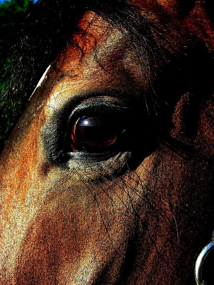 Tysk Sportspony Dolce *B-pony* Solgt :'( - Dolce, du er så billedskøn, jeg elsker dig! billede 15