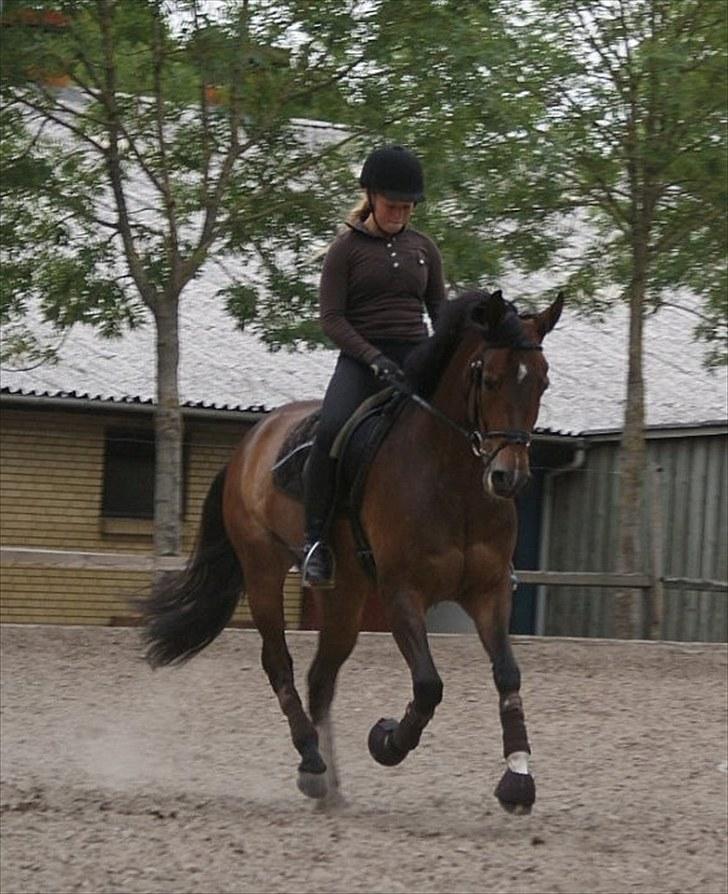 Tysk Sportspony Dolce *B-pony* Solgt :'( - Stjernen, der har stjålet mit hjerte :´) - Made by Cecilie Rasmussen :D billede 17