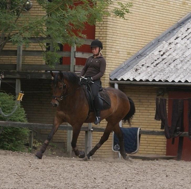 Tysk Sportspony Dolce *B-pony* Solgt :'( - Prinsessen igen :´) ♥ -tak for alle de dejlige billeder min pige, jeg elsker dig! billede 18