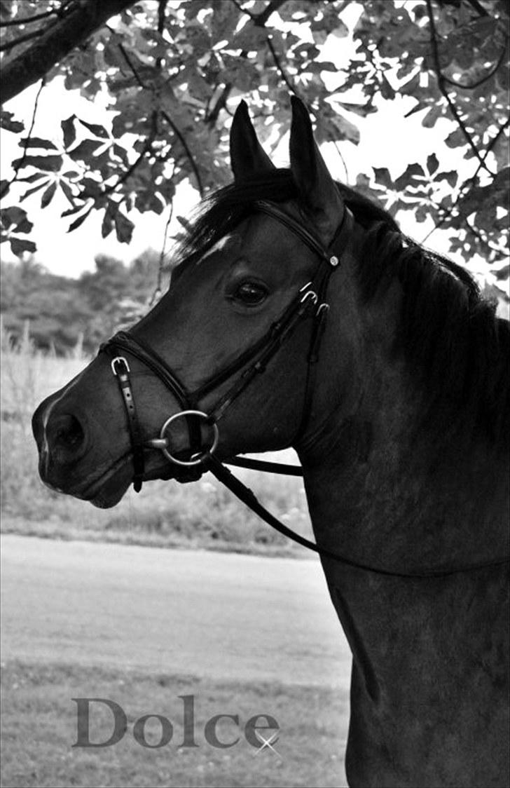 Tysk Sportspony Dolce *B-pony* Solgt :'( - Dit hjerte er af guld! - Made by Cecilie Rasmussen :D billede 19