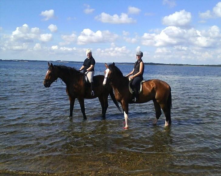 Dansk Varmblod Luciano Foldager - nymøllestrand sommer 2010 billede 12
