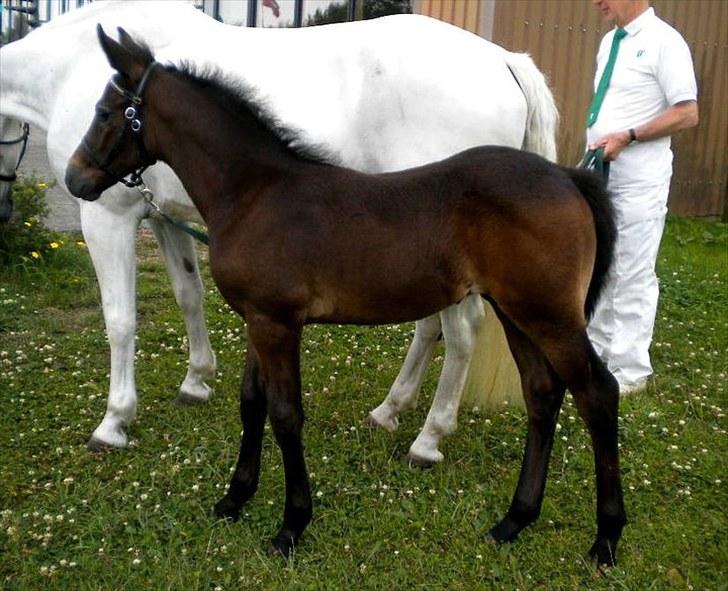 Connemara Haahr's Master Yoda billede 1