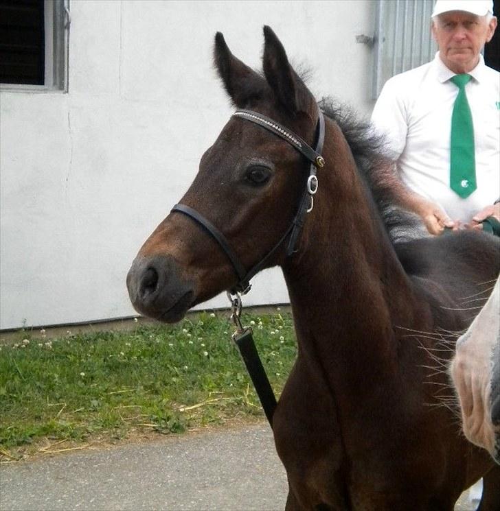 Connemara Haahr's Master Yoda billede 3