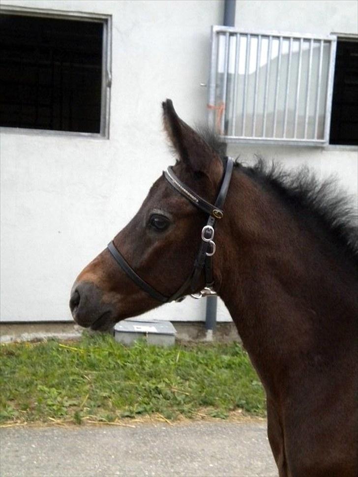 Connemara Haahr's Master Yoda billede 4