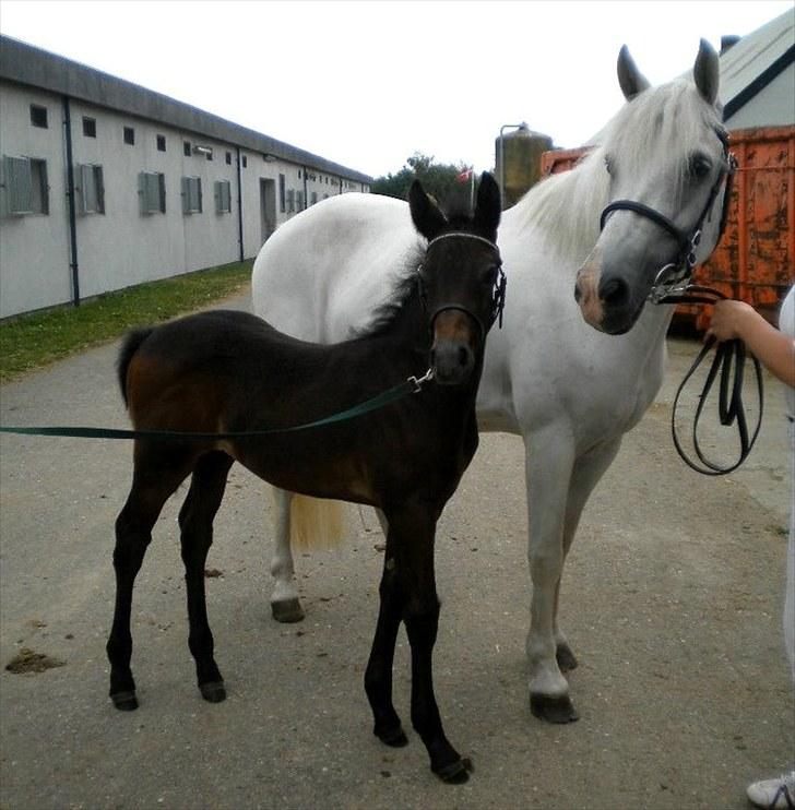 Connemara Haahr's Master Yoda billede 5