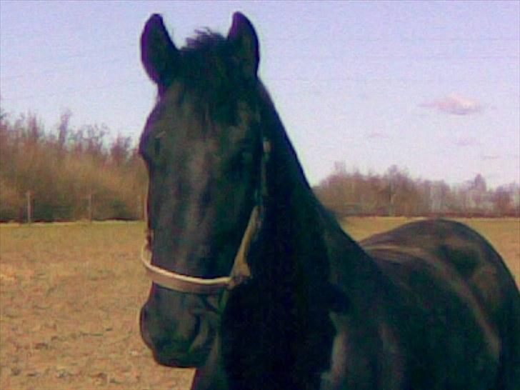 Frieser Quinzi - Quinzi da jeg kige var begyndt at ride ham... Skønne hest :o) billede 13