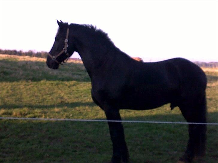 Frieser Quinzi - Så blev der sommer og han nyder græsset ...:o) billede 14