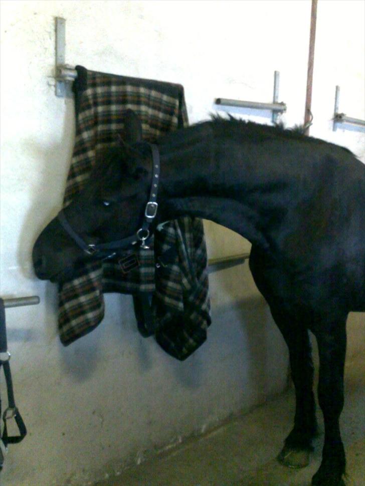 Frieser Quinzi - En nysgerrig hypper.. :o) billede 15