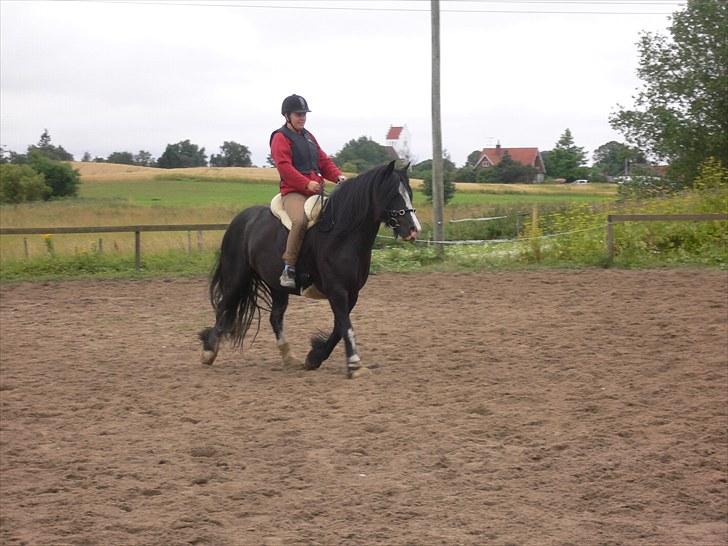 Tinker Zarmora R.i.P - Zarmora med rytter 2010 billede 8